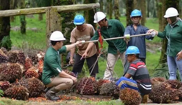 Pasar Bergejolak! AALI Siapkan Buyback Rp400M Mulai Hari ini