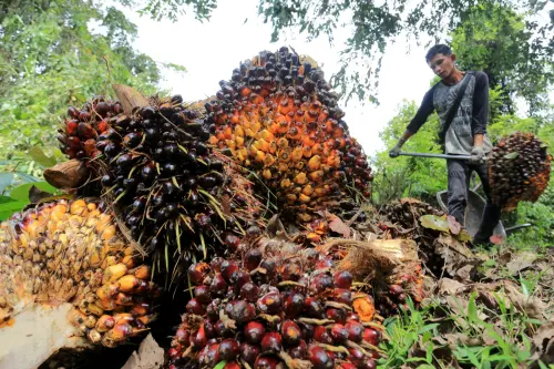 Emiten TP Rachmat (TAPG) Jadwalkan Dividen Jumbo, Yield Capai 6,07 %