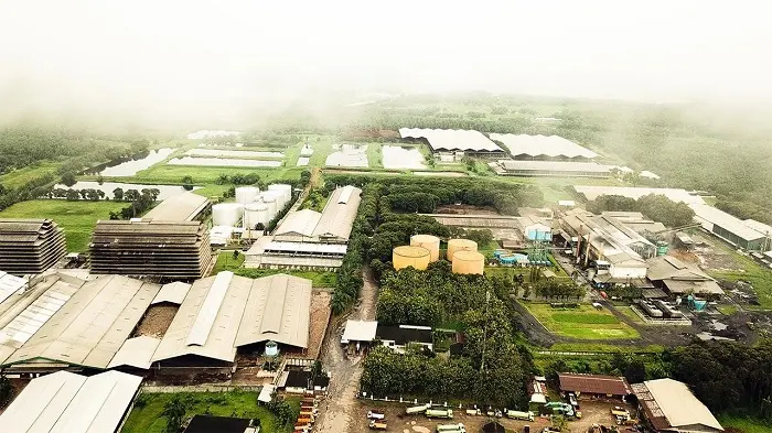 PNGO Ganti Nama Jadi PT AEP Pinago Plantations, Kode Saham Tetap