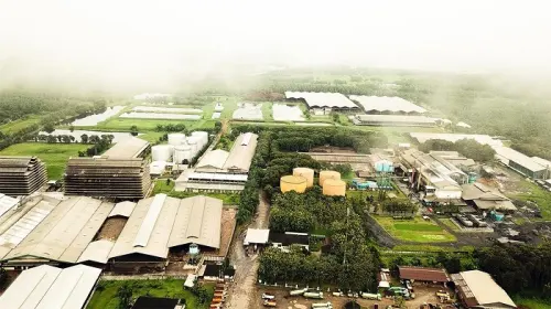 PNGO Ganti Nama Jadi PT AEP Pinago Plantations, Kode Saham Tetap